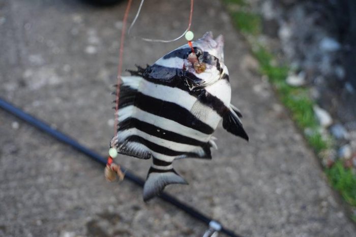 風間浦村 下風呂漁港 海釣り イシダイ