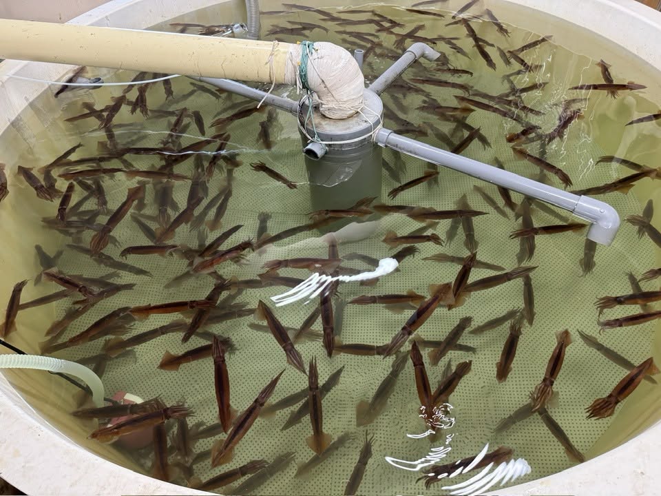 水産振興ミッション