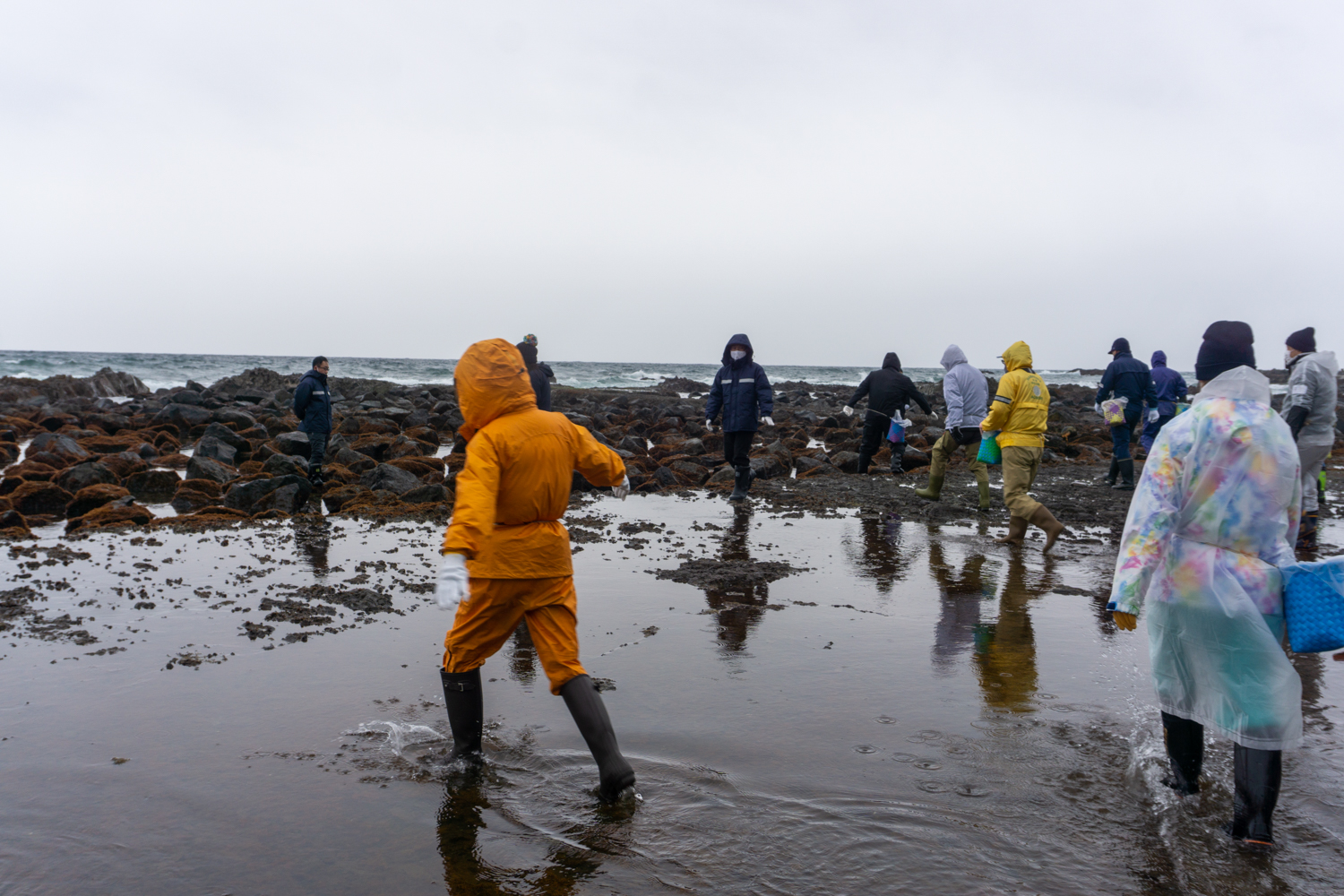 風間浦村「第28回 布海苔採り体験ツアー」