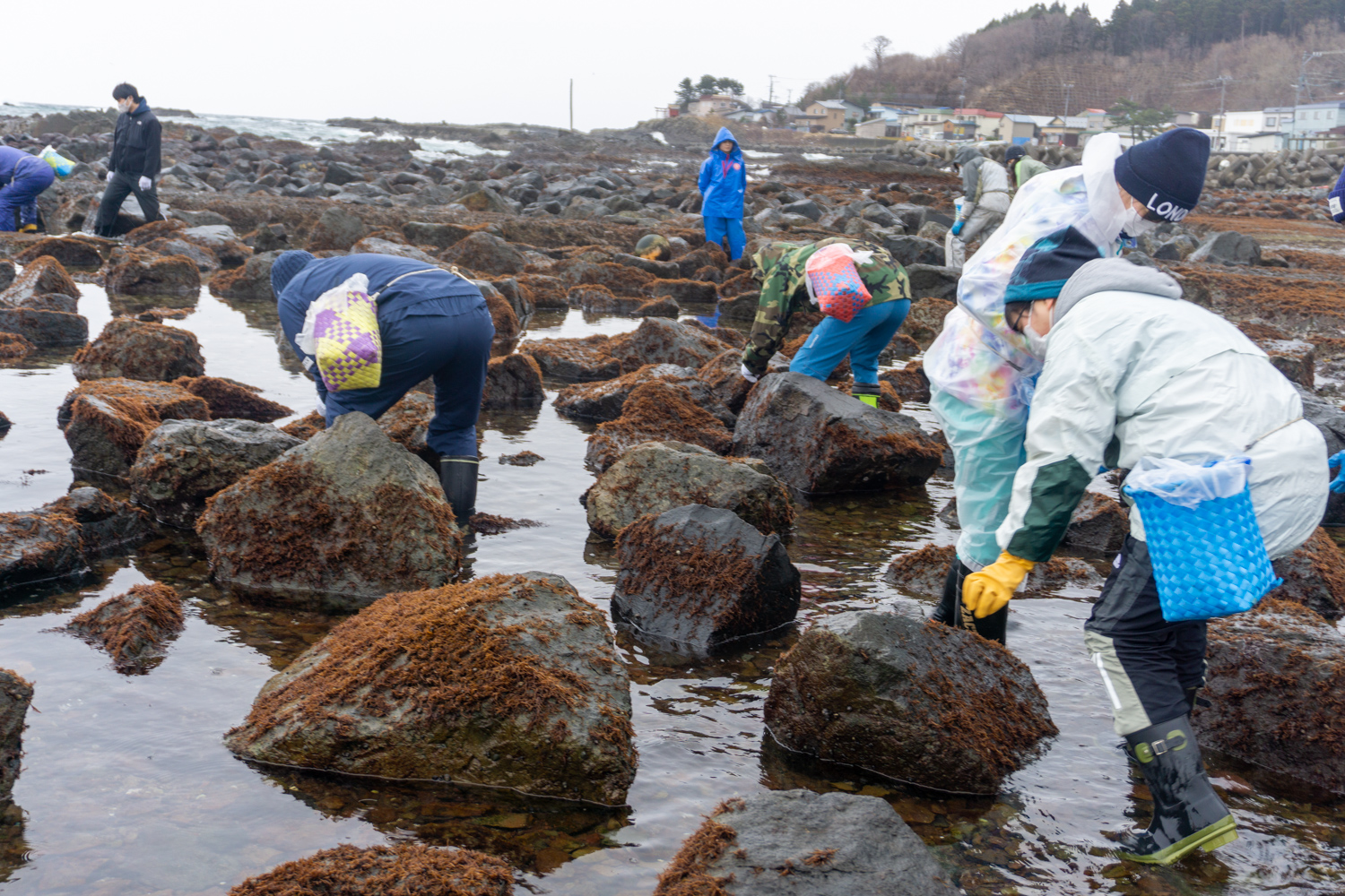 風間浦村「第28回 布海苔採り体験ツアー」