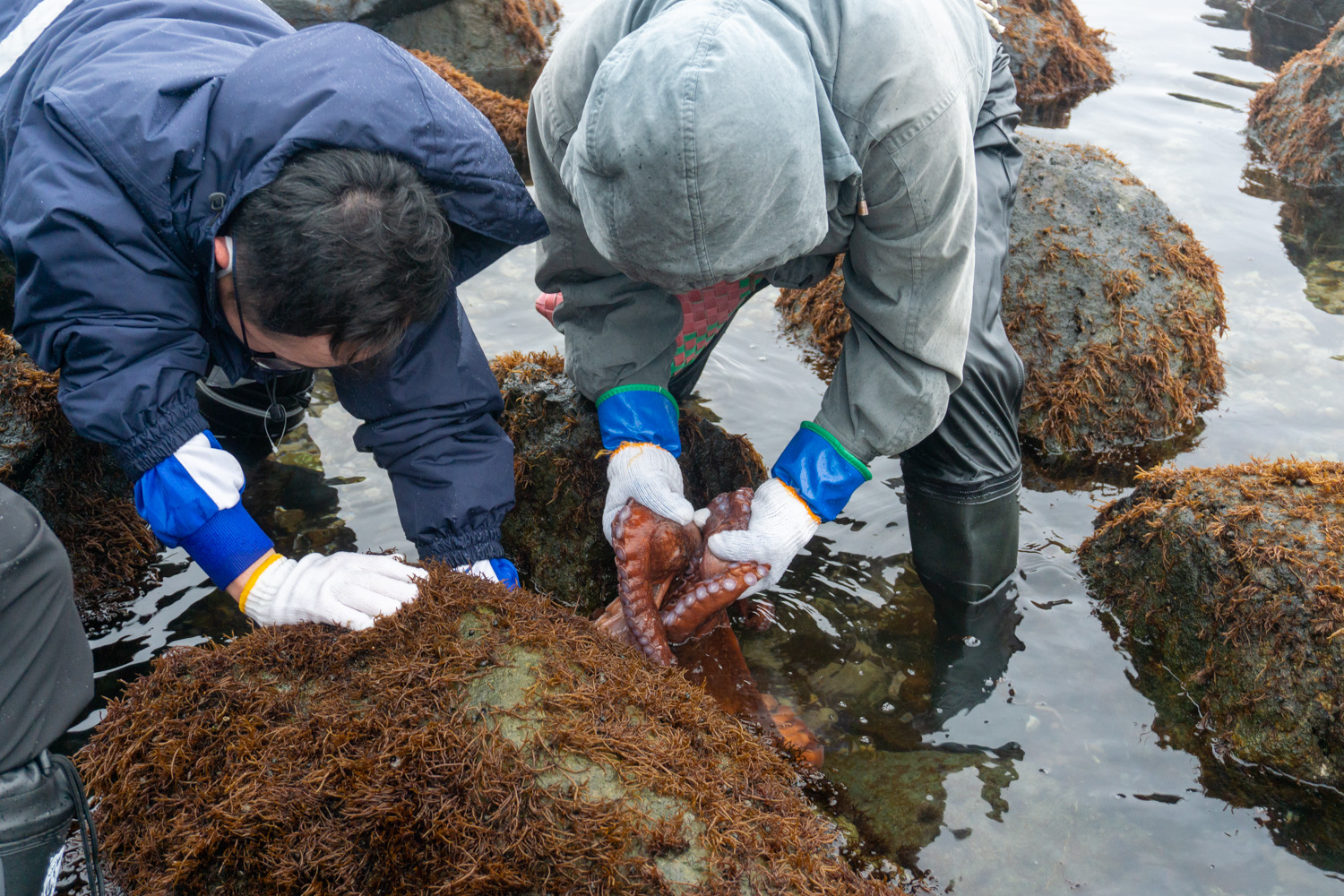 風間浦村「第28回 布海苔採り体験ツアー」