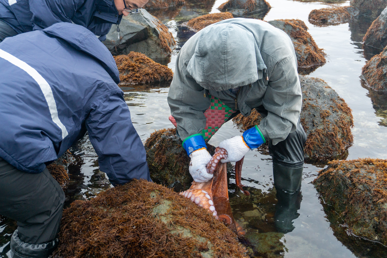 風間浦村「第28回 布海苔採り体験ツアー」