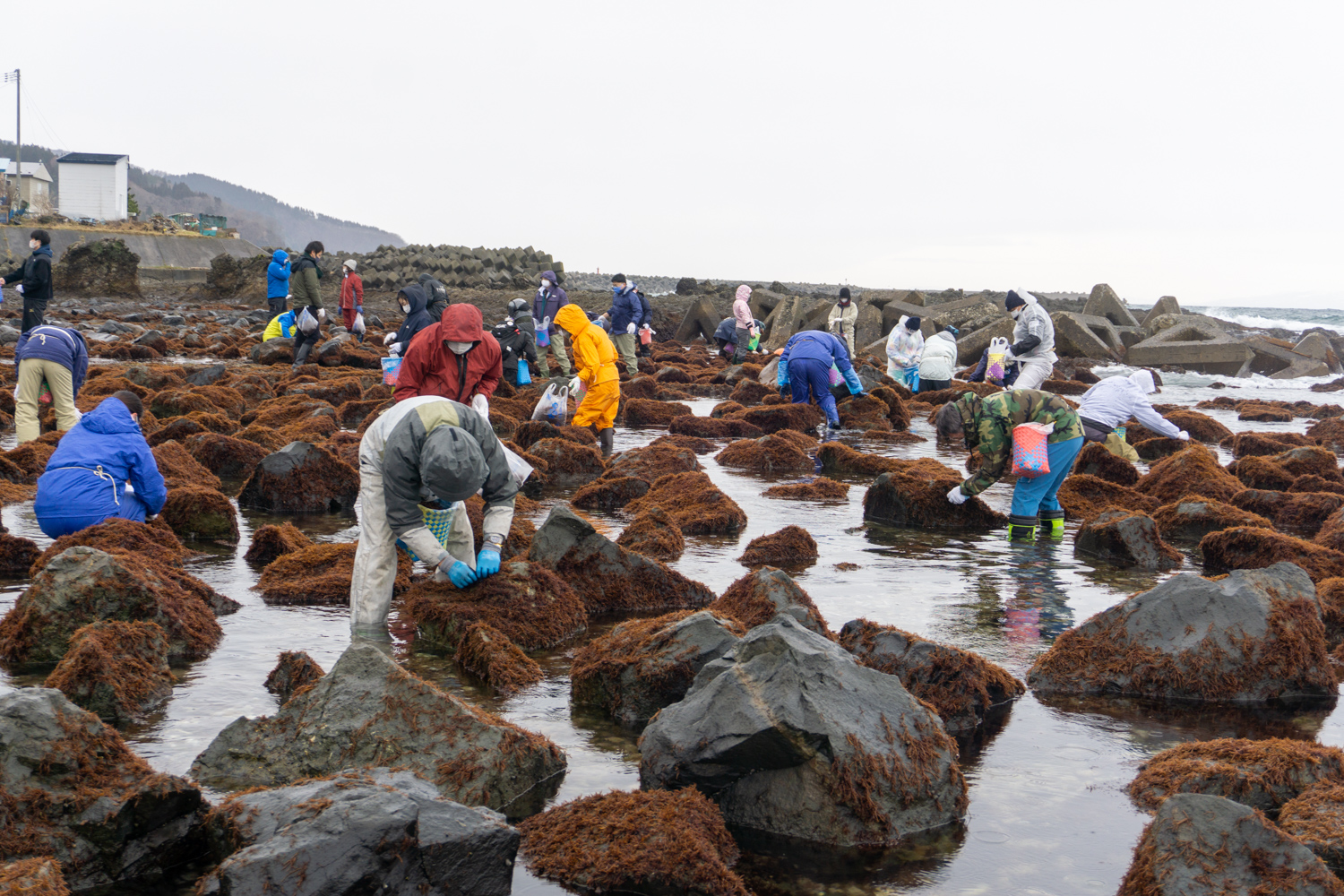 風間浦村「第28回 布海苔採り体験ツアー」