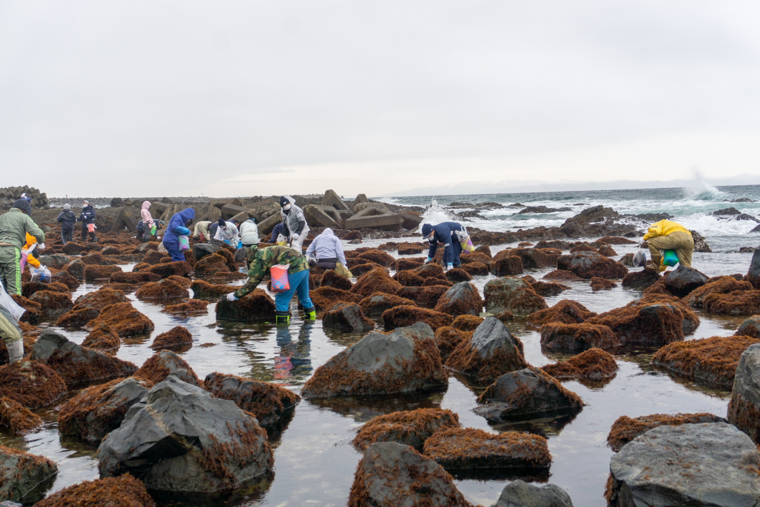 風間浦村「第28回 布海苔採り体験ツアー」